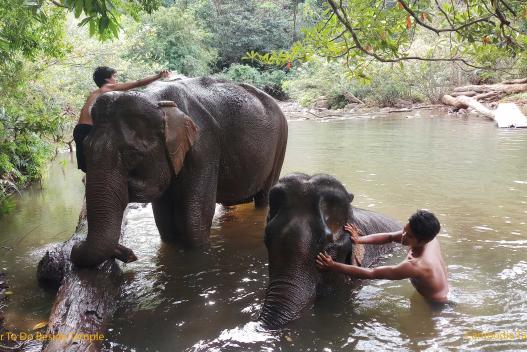 Kulen Elephant Forest Experience